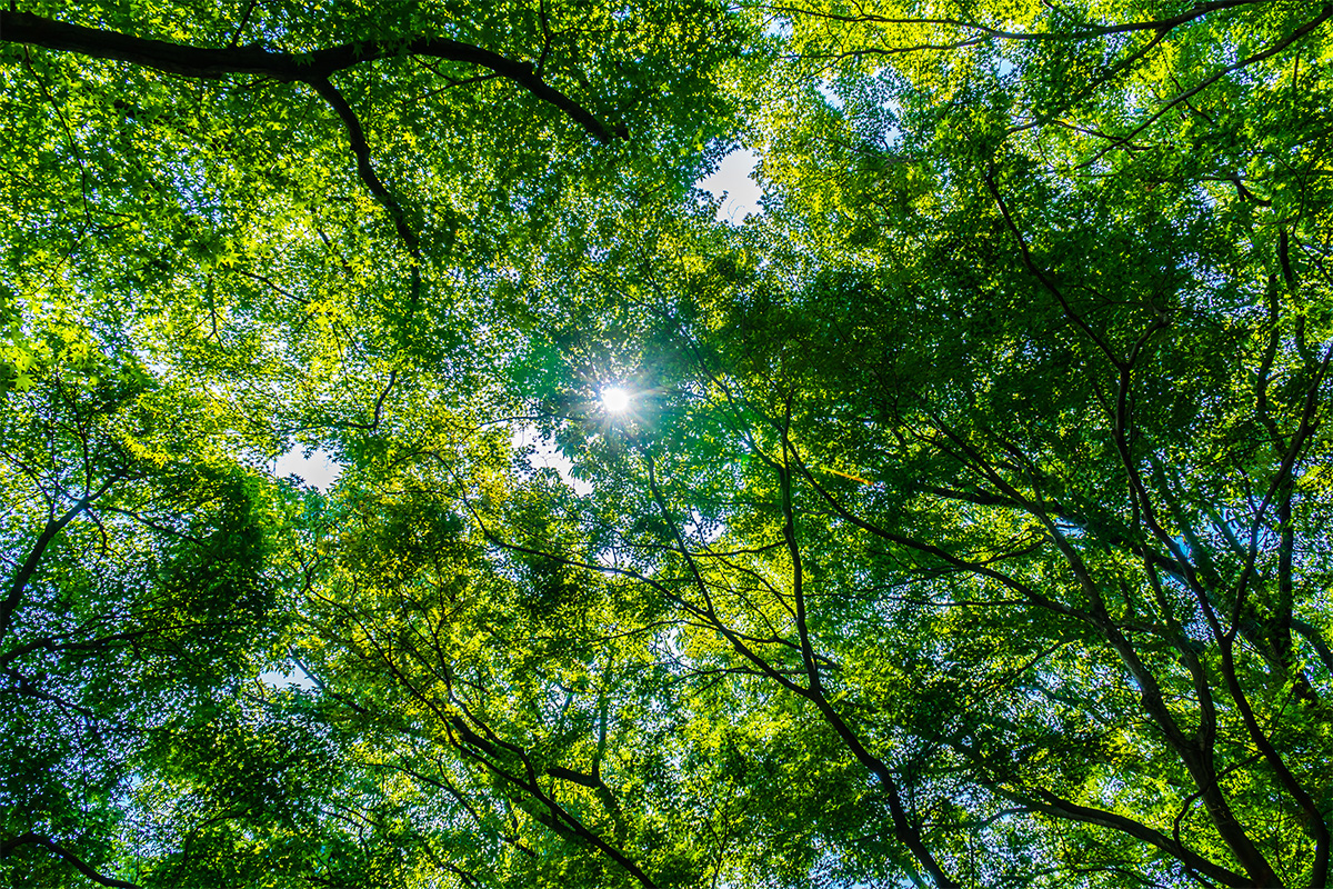 Forest Bank, primer servicio de eliminación de la huella personal de carbono a coste cero