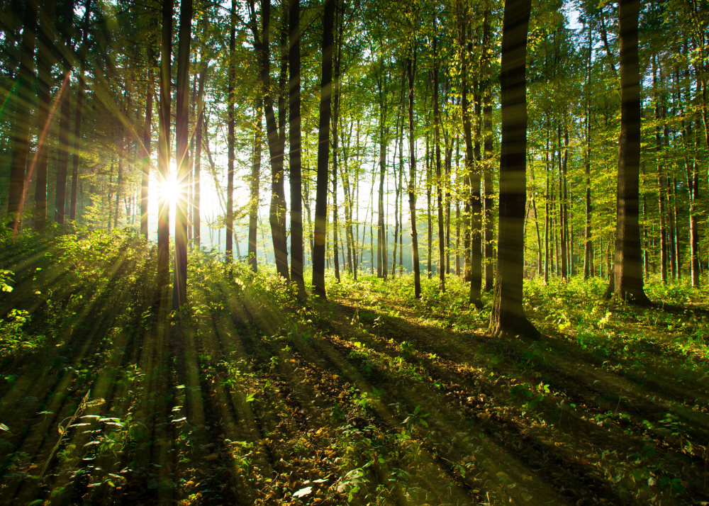 Los bosques tienen un importante papel